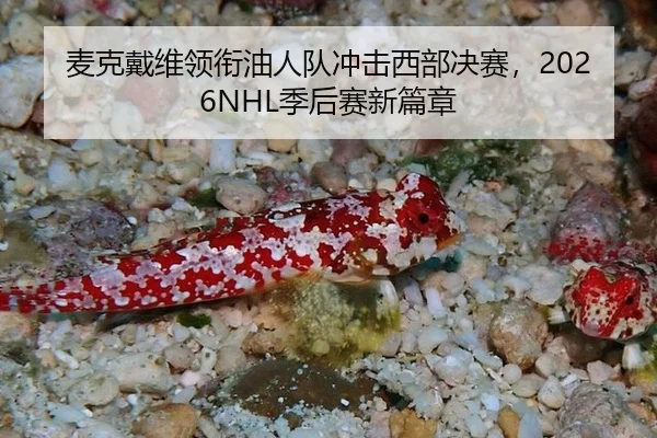 麦克戴维领衔油人队冲击西部决赛，2026NHL季后赛新篇章